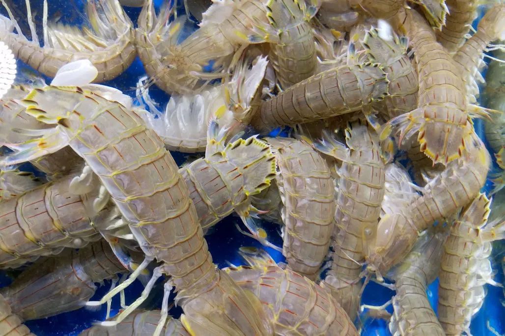 河北魏县这里卖的韭菜抽检不合格！（最新发布）