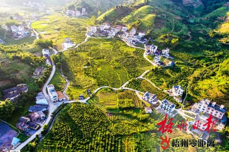 全国文明村丨蒙山县新圩镇古定村树文明旗帜引乡村蝶变