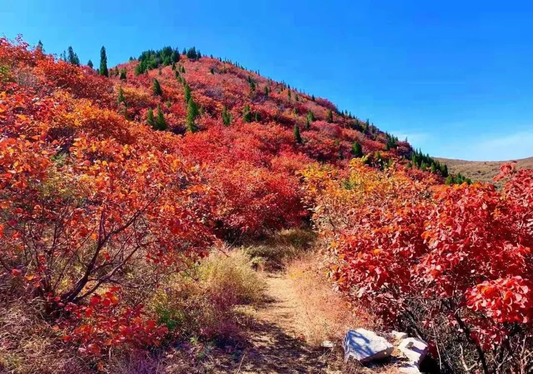 山东少有的石头古村,却是原生态的世外桃源!看完就想去隐居!(最新发布)