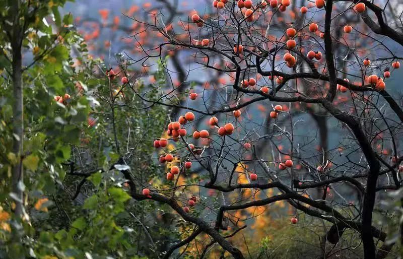 山东少有的石头古村,却是原生态的世外桃源!看完就想去隐居!(最新发布)
