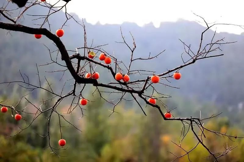 山东少有的石头古村,却是原生态的世外桃源!看完就想去隐居!(最新发布)