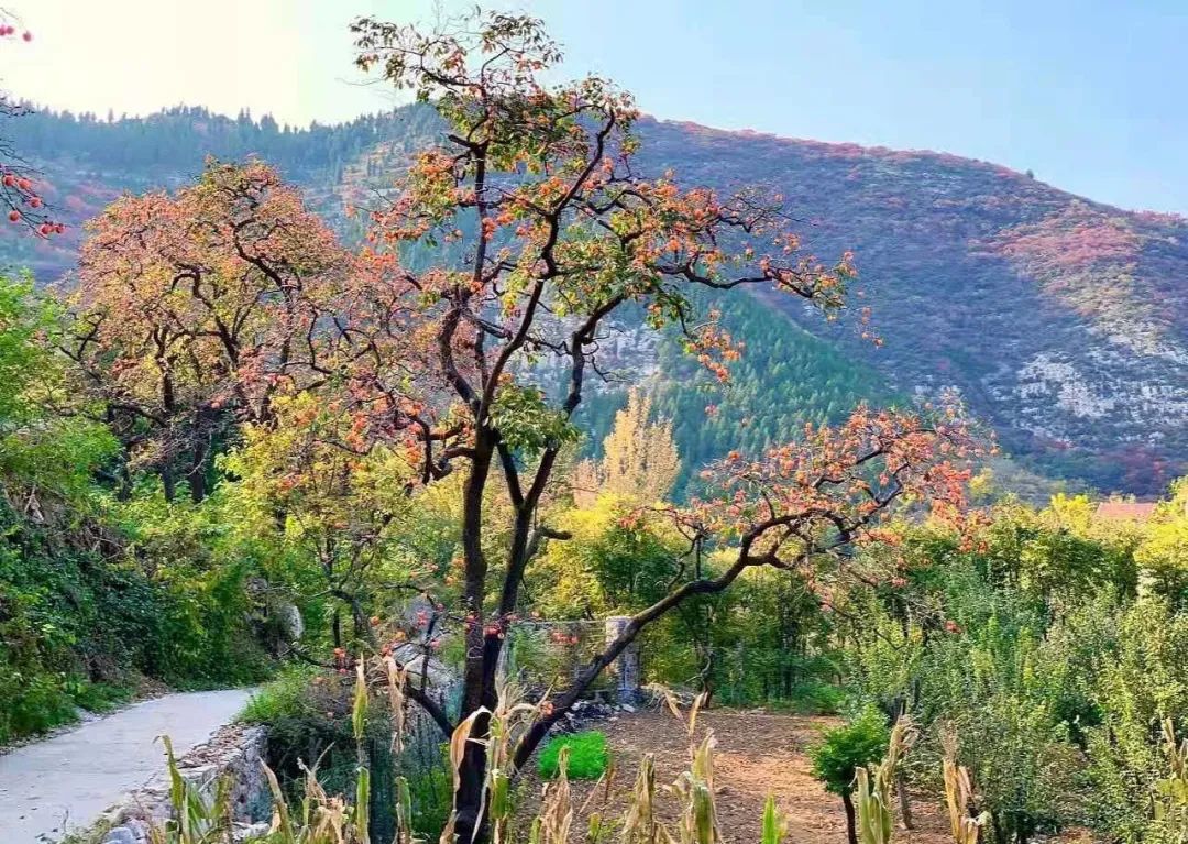 山东少有的石头古村,却是原生态的世外桃源!看完就想去隐居!(最新发布)