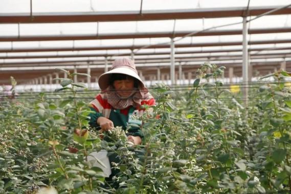 占地面积750亩,种植蓝莓491亩,是天华山公司通过土地流转的方式建设的