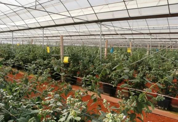 天华山公司今年预计蓝莓产量可达800吨,实现总产值5000万元,产品销往