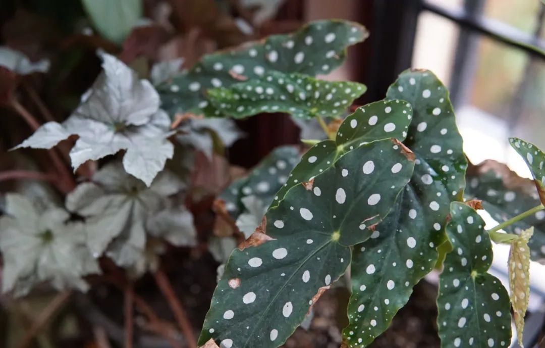 花信|秋海棠