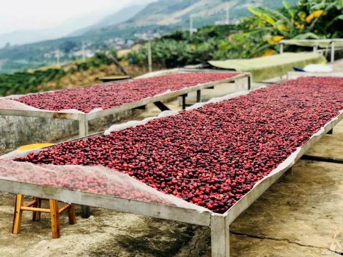 “啡”你不可！一杯云南咖啡里的脱贫故事（最新发布）