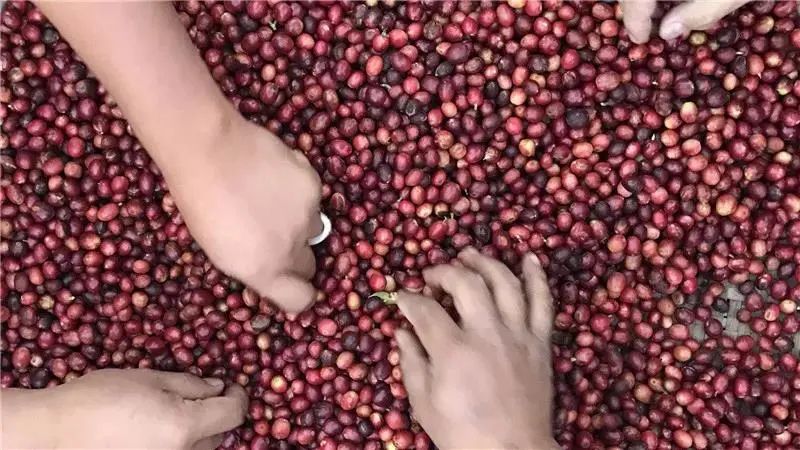 “啡”你不可！一杯云南咖啡里的脱贫故事（最新发布）