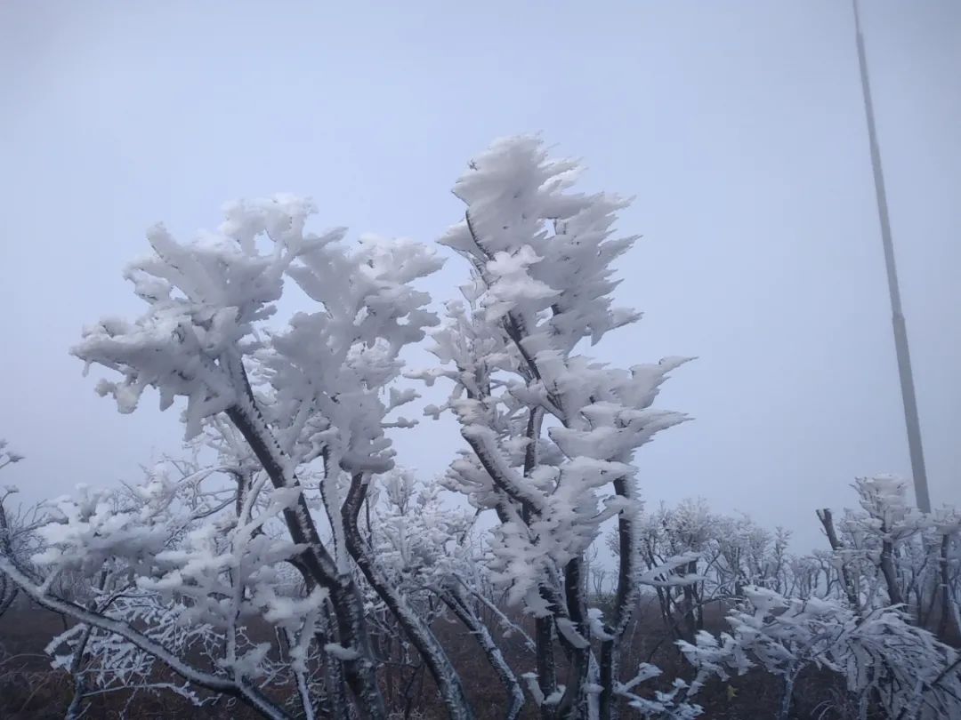 下雪了!杭州入冬了吗?阳光已在回归路上