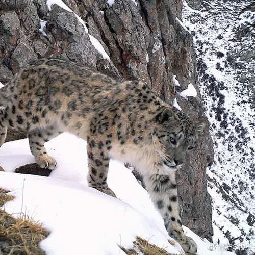 生物多样性保护丨祁连山国家公园自然保护站近距离拍摄到雪豹画面