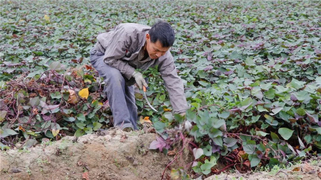 真香里水灶岗番薯又上市点击收获冬日份温暖