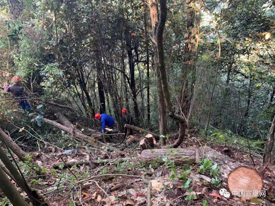 除治松材线虫病守住绿水青山