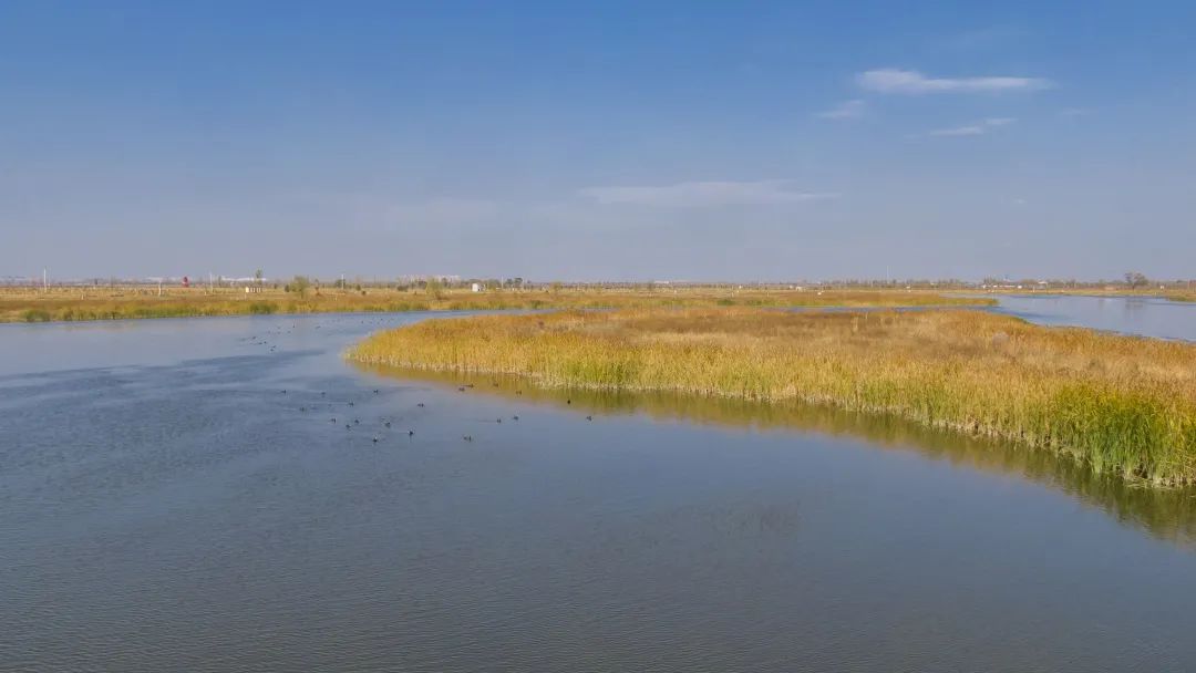 【美在藁城】藁城区周汉河湿地:生态环境美 水鸟来栖息