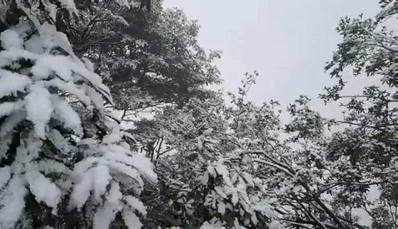古蔺下雪变童话世界丨今年泸州城区会下雪吗?市气象台