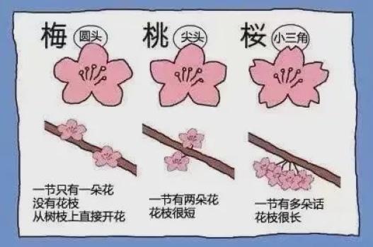 一张图帮你分清梅花桃花樱花的区别