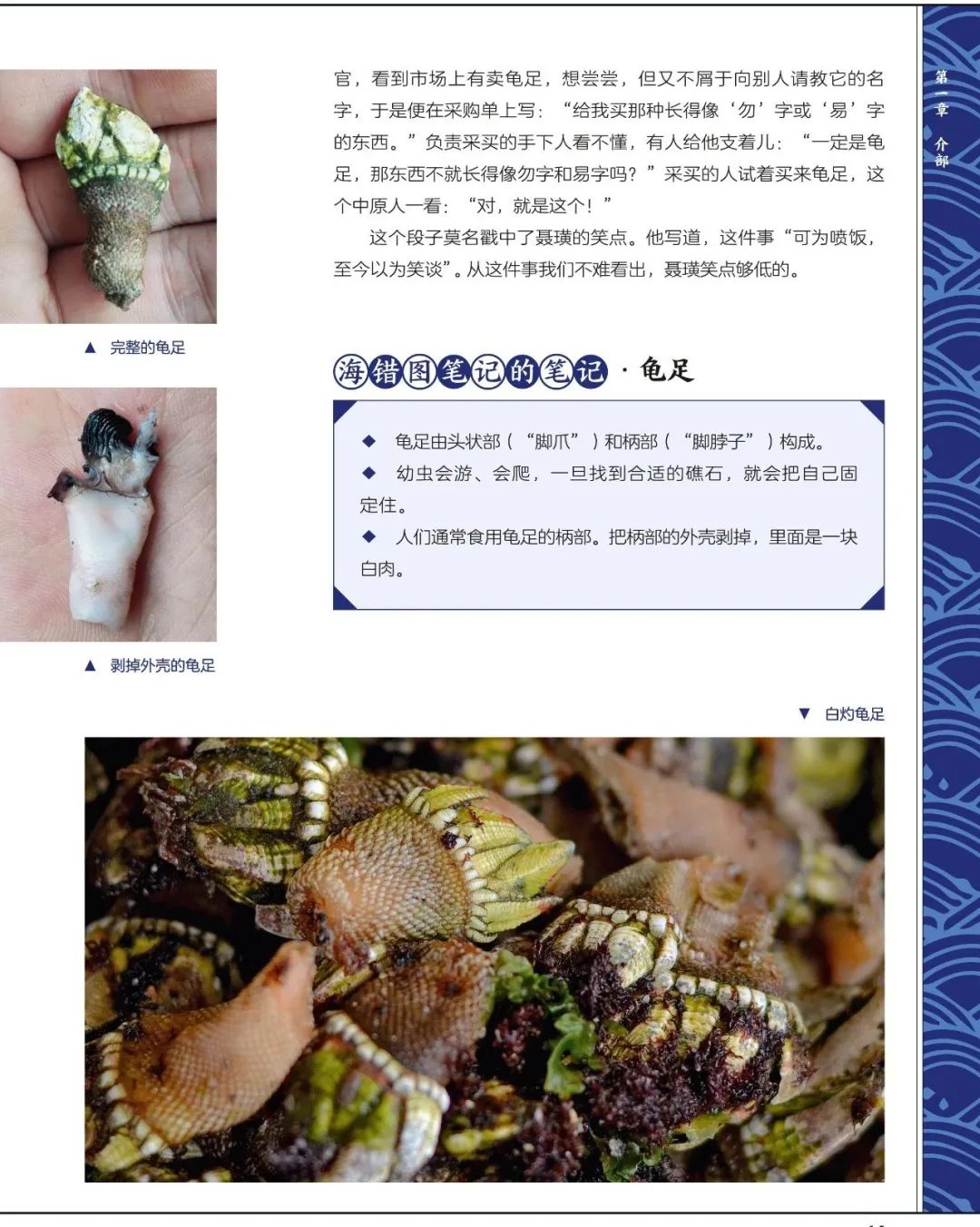 章鱼,章巨,鬼头鱼,寿星章鱼 神龙,闽海龙鱼,曲爪虬龙,盐龙,螭虎鱼,蛟