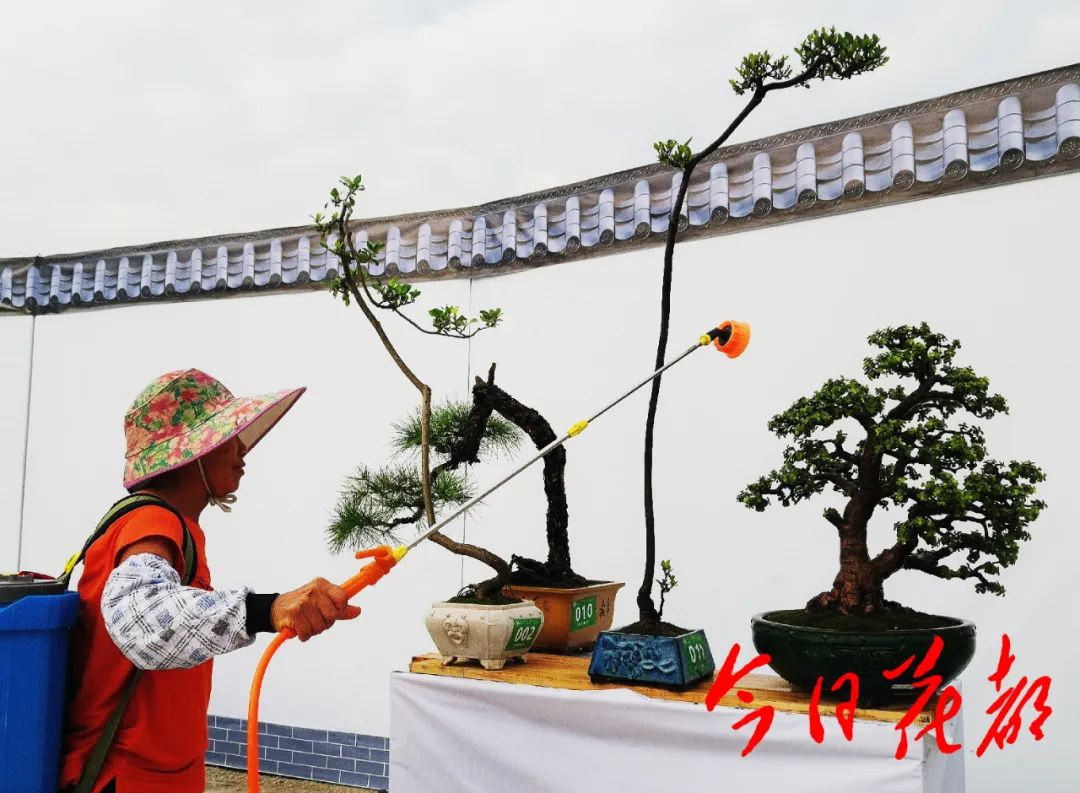 11月20日 广州·花都瑞岭首届盆景艺术节 暨花都区"广东技工"