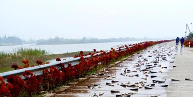 2020就要过去，这些真实的“偷拍”，看哭了……（最新发布）