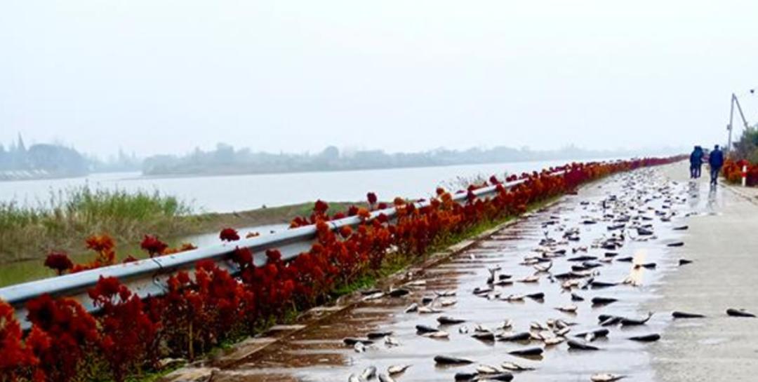 2020就要过去，这些真实的“偷拍”，看哭了……【美文】（最新发布）