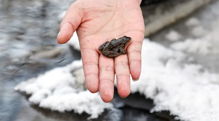 牡丹江市一早市查获近200只黑龙江林蛙