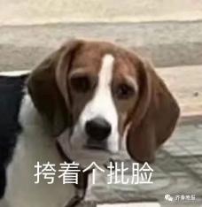 停车压扁狗子铁饭碗,狗狗委屈表情引10万网友在线喊"赔碗.