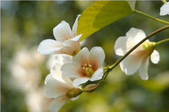 脱贫攻坚四川故事汇”征文】姜维彬 ‖ 扶贫手记(组诗)(最新发布)