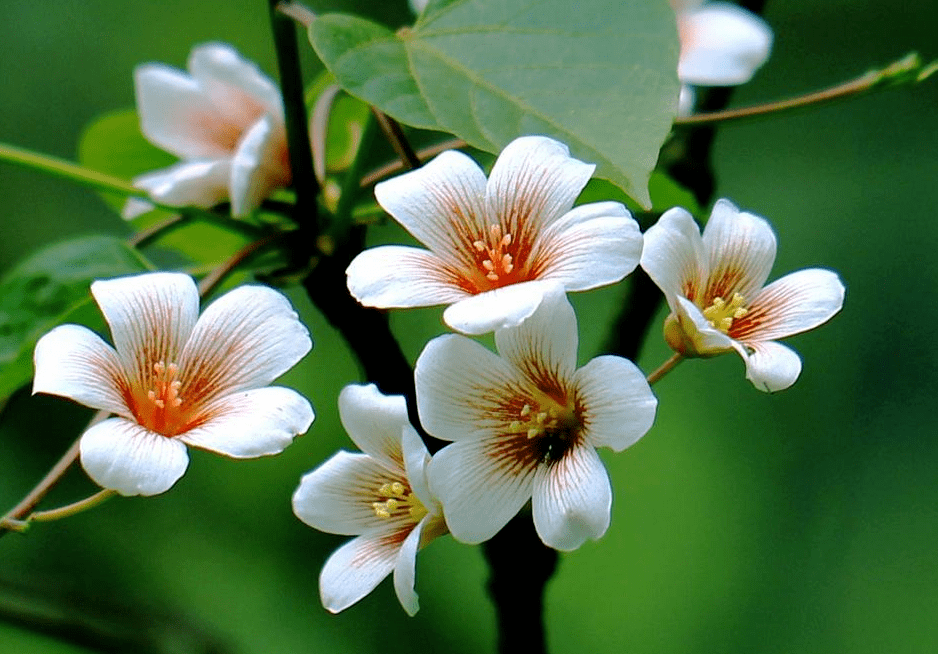 脱贫攻坚四川故事汇”征文】姜维彬 ‖ 扶贫手记(组诗)(最新发布)