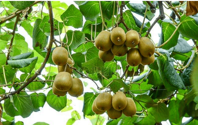 脱贫攻坚四川故事汇”征文】姜维彬 ‖ 扶贫手记(组诗)(最新发布)