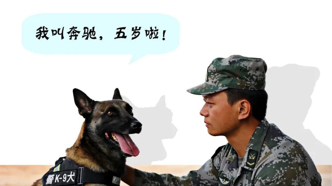 专题策划丨无言战友 深情伙伴——军犬训导员与他的伙伴