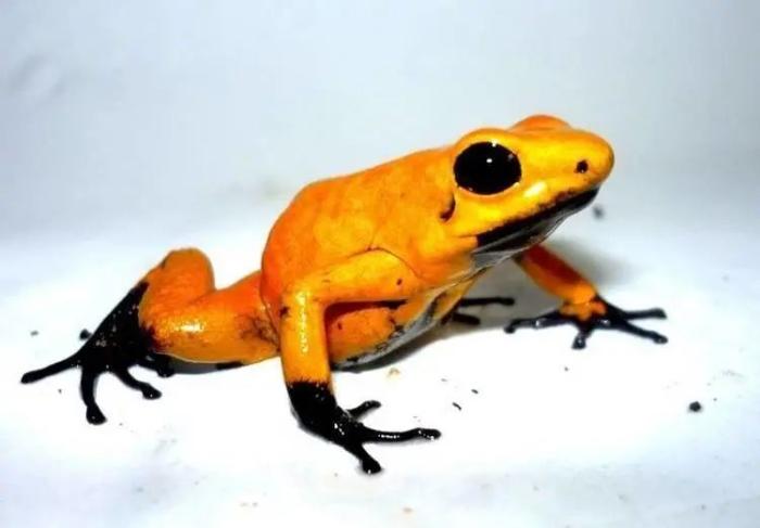 世界上最毒的青蛙正在从哥伦比亚被送往世界各地