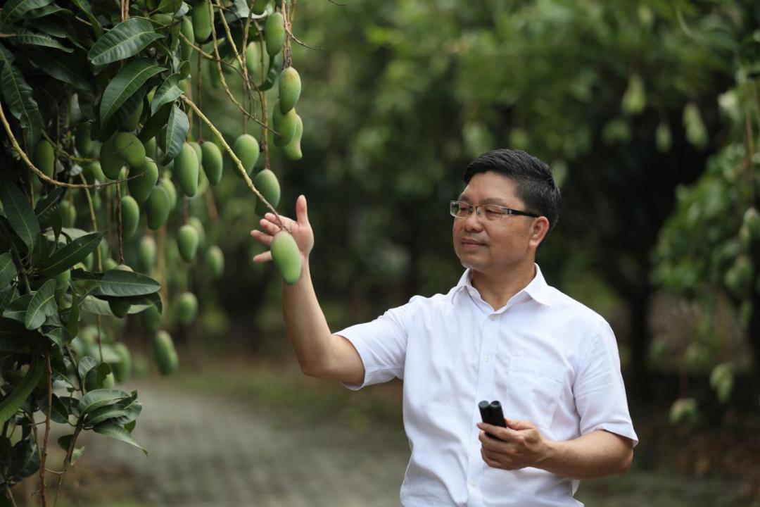 创新争先个人奖,田东县农业农村局芒果试验站站长,高级农艺师陆弟敏