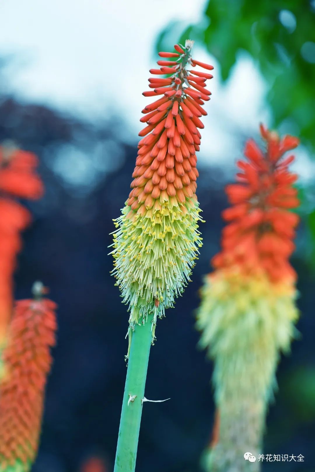 识花| 看图猜花名,了解更多有趣花卉知识