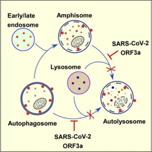 【科技前沿】张宏团队揭示sars-cov-2抑制自噬溶酶体形成的机制