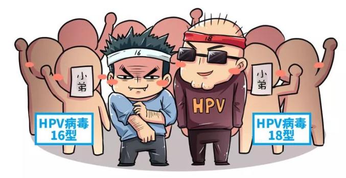 两种最主要的高危型 hpv病毒孕育了hpv 16 型和 18 型修炼出了130