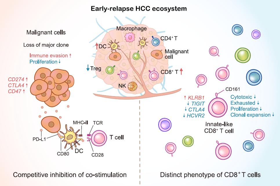 学术前沿】樊嘉团队首次全面深度剖析早期复发性肝癌的肿瘤免疫微环境