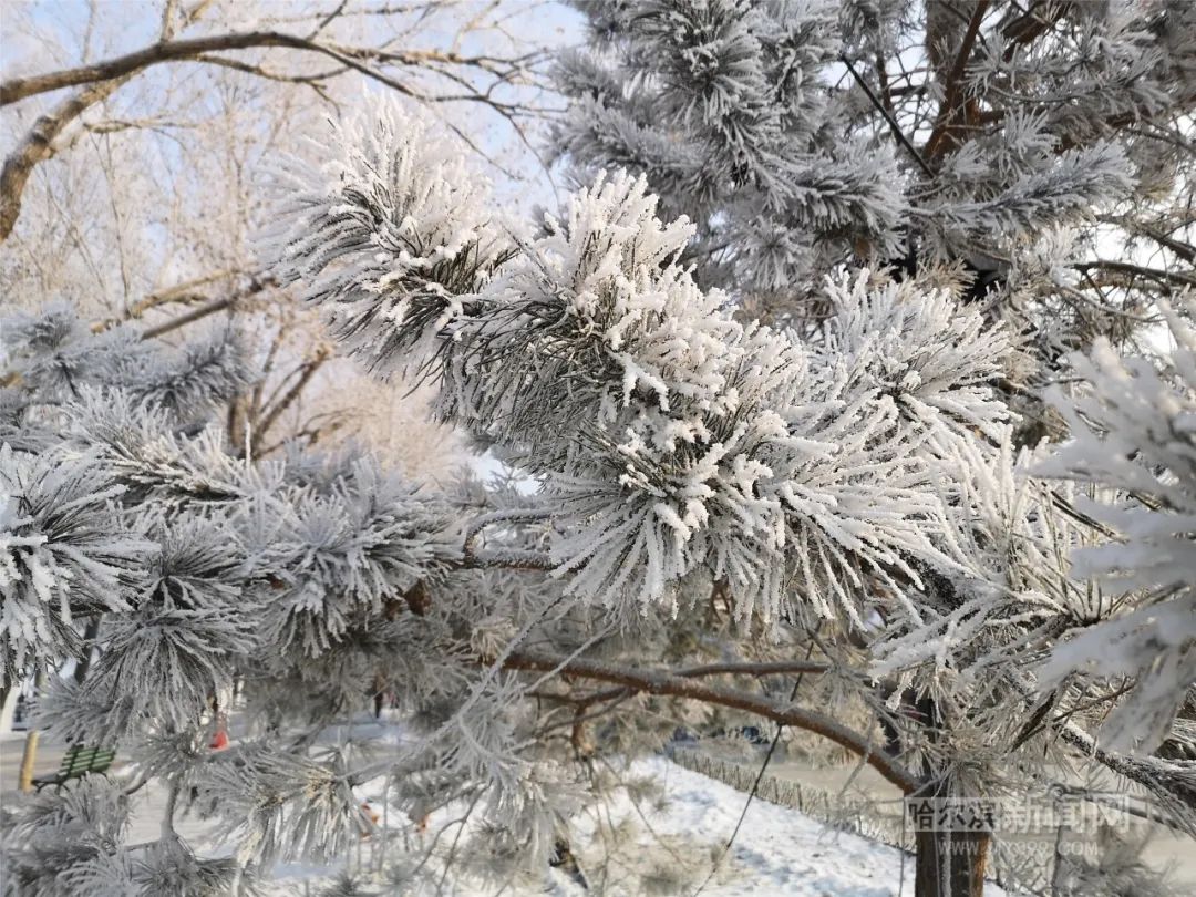 雪淞雾凇叠加冰城似幻超多美图