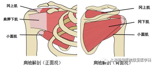 而这层包裹之所以牢固,是因为有4条主要的肌腱做保障,分别是肩胛下肌