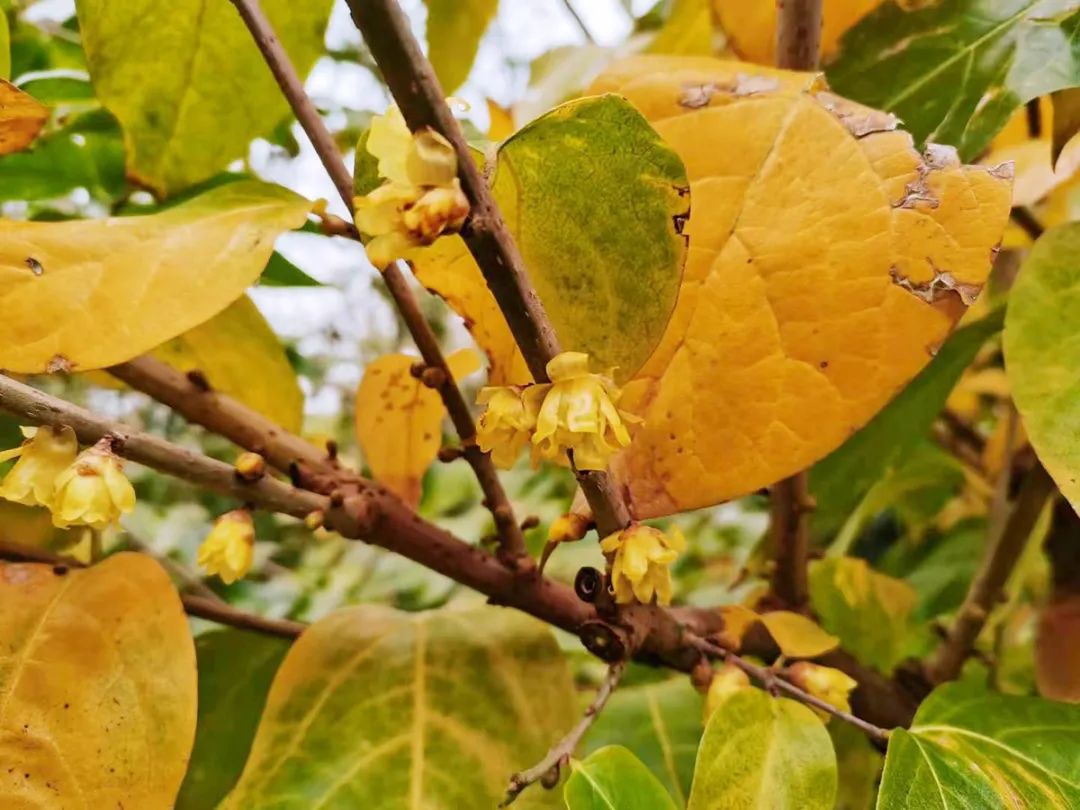 金黄剔透~辰山植物园内多处蜡梅相继绽放