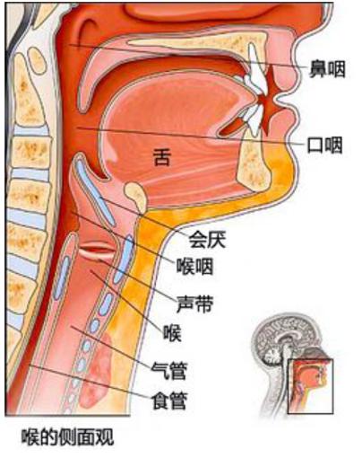 声音嘶哑多由声带的异常情况引起,如炎症,水肿,息肉等,说话多或者不