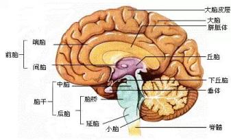 蜥蜴,乌龟等)的脑干就开始执行脑的功能,经常成为"爬行动物的大脑"