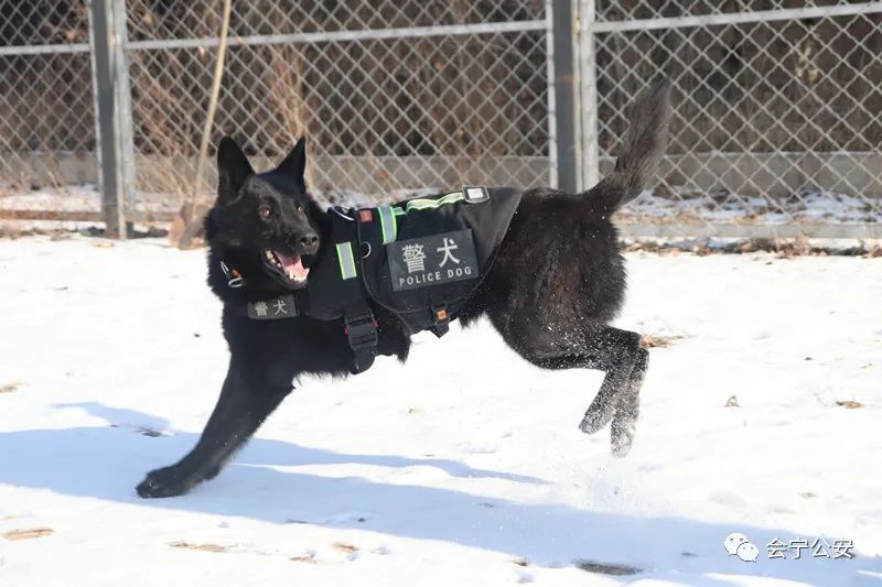 你好,警察节!警犬基地开年第一训