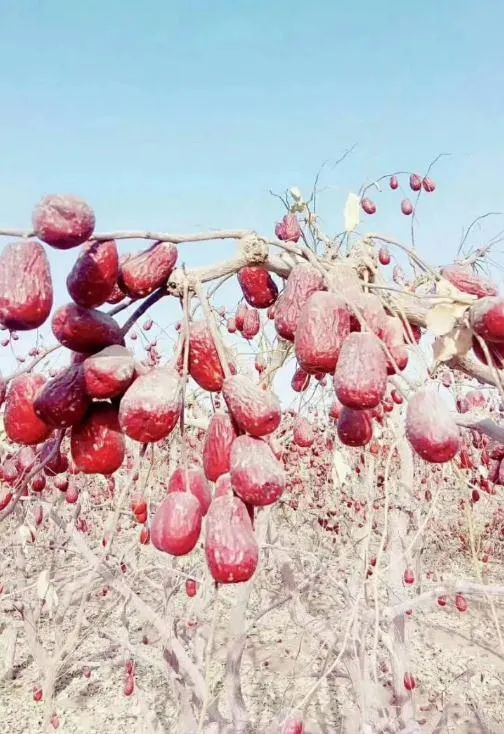 (开封老乡在新疆和田种的枣树实景)红枣种植面积已达到6500 亩孙治国
