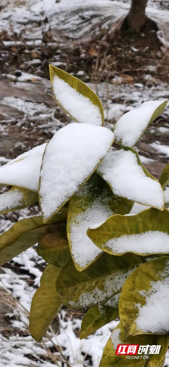2021年湖南的第一场雪来啦!下在了这些地方....(最新发布)