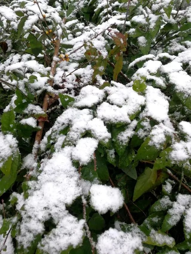 【方志四川诗词】程驰 ‖ 2021年第一场雪(组诗)