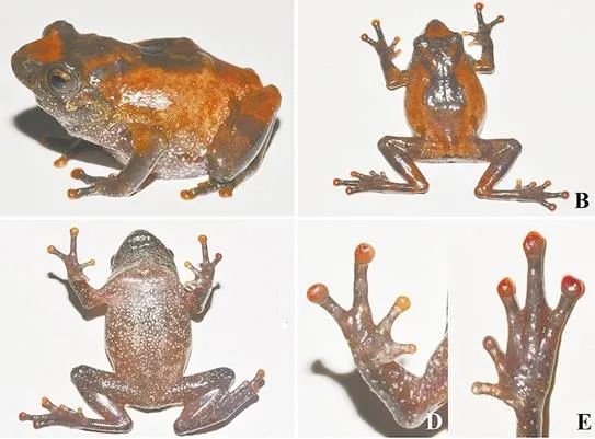 又有新成员！（最新发布）