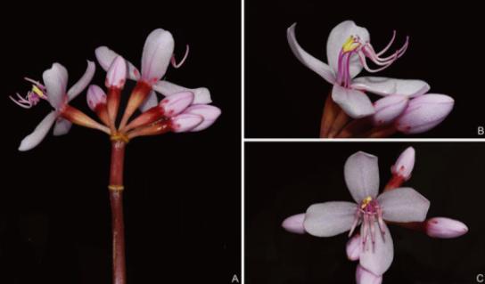 又有新成员！（最新发布）