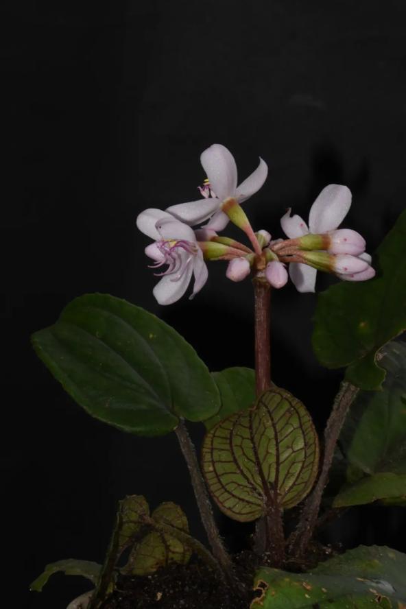 又有新成员！（最新发布）