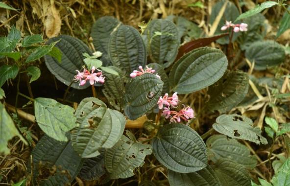 又有新成员！（最新发布）