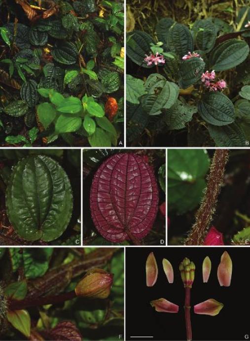 又有新成员！（最新发布）