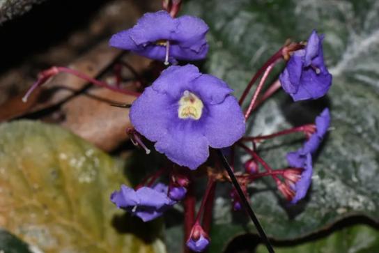 又有新成员！（最新发布）