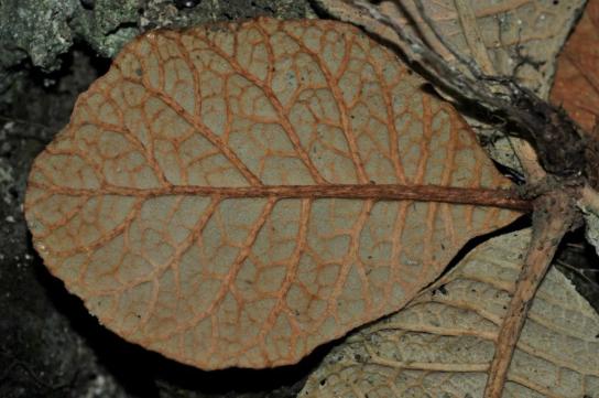 又有新成员！（最新发布）